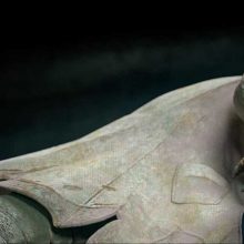 Lizard (Dr. Curtis Curt Connors) - STL - STL 3D print files